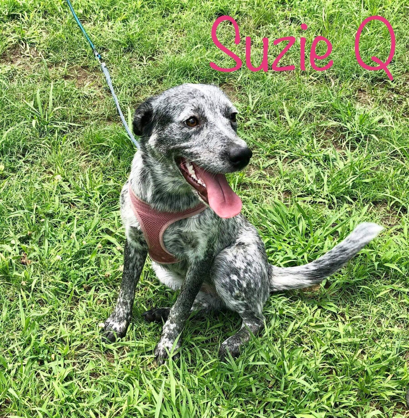 Suzie Q